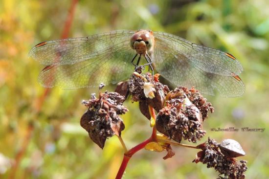 Odonata demoiselle libellule