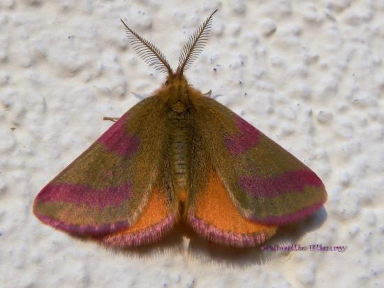 papillon l'ensanglanée des renouées où lythria purpararia