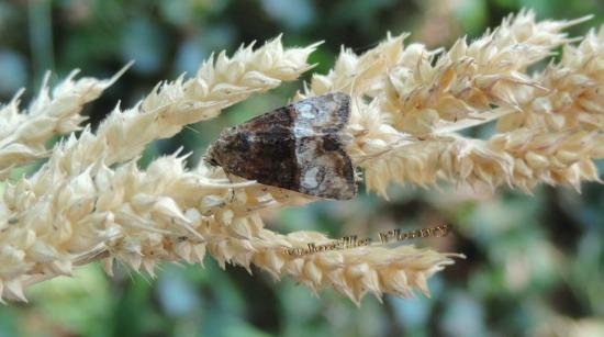 papillon  Mesoligia furuncula,