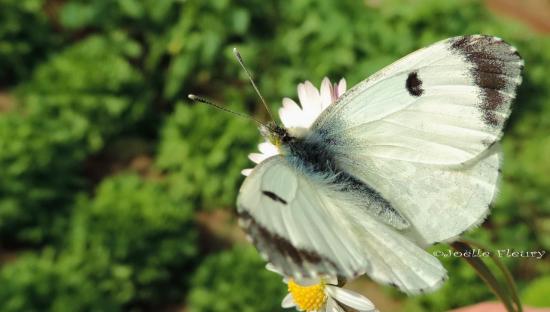 papillon aurore ♀