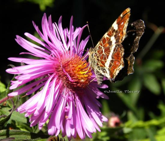 papillon carte géographique sur fleur d'aster