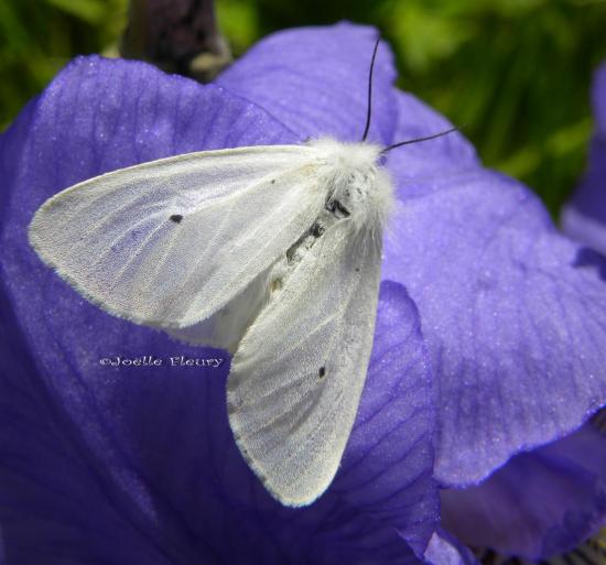 papillon ♀ écaille tigrée spilosoma lubricipeda ?