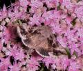 papillon  de nuit Autographa gamma butinant  en plein jour 