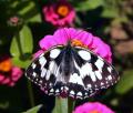 papillon demi-deuil butinant sur  fleur de zigna