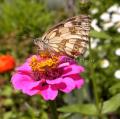 profil du papillon demi-deuil sur fleur de zinnia