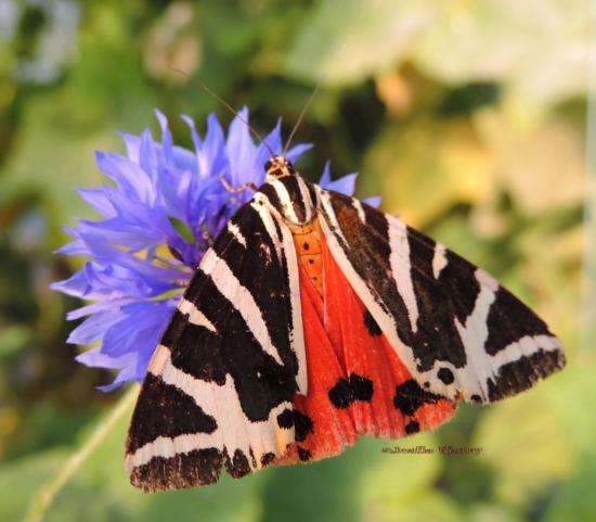 papillon écaille chinée