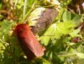 papillon ecaille cramoisie et son cocon