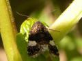 noctuelle funébre fyta lutuosa