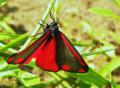 papillon goutte de sang,callimorpha jacobaeae