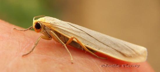 papillon Eilema depressa ( La Lithosie déprimée)