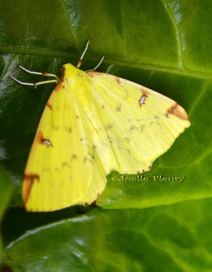 papillon la citronnelle rouillée  Opisthograptis luteolata