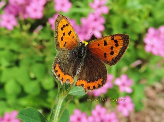 papillon le bronzé