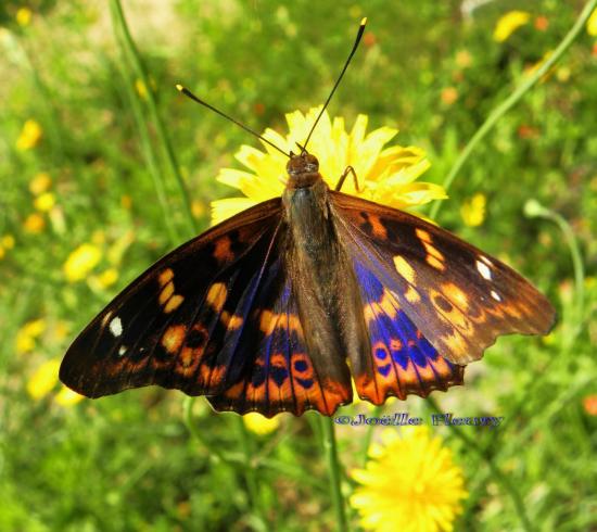 papillon le petit où la grand mars changeant