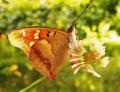 papillon le petit où grand mars changeant