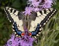 papillon machaon, la chenille on la rencontre dans carottes où fenouil