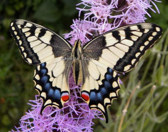 papillon machaon, la chenille on la rencontre dans carottes où fenouil