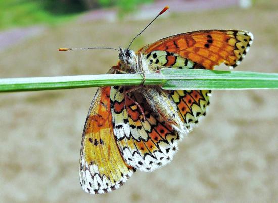 papillon mélitée du plantain