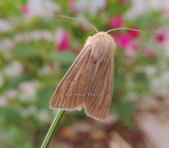 Noctuelle pâle leucanie blatarde