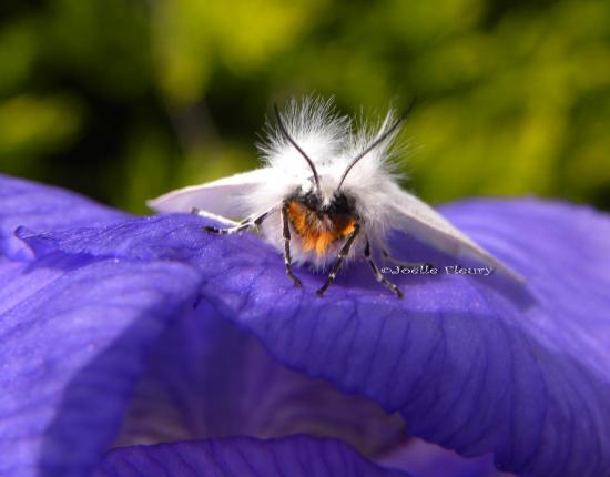 papillon Diaphora mendica - Erebidae ?(tête de punk)