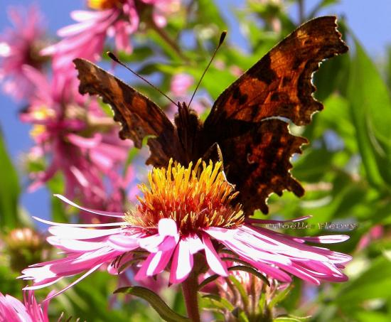 papillon Robert-le-diable