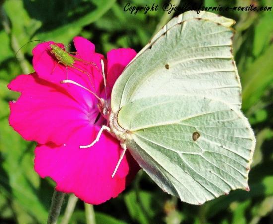 papillon citron ♀