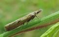 papillon crambus pascuella?