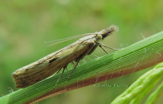 papillon crambus pascuella?