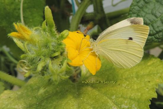 piéride butinant  dans une fleur de concombre