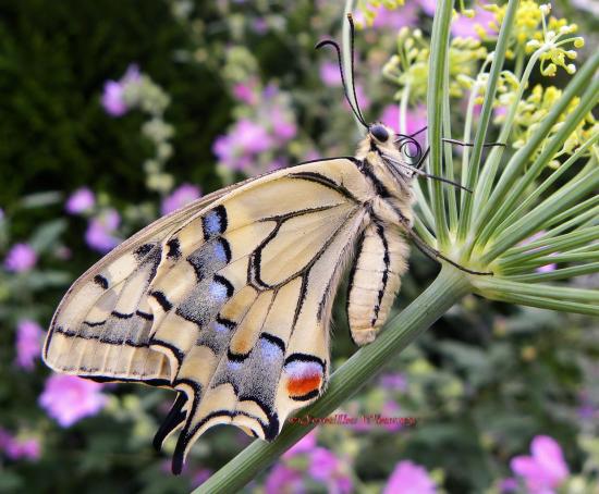 profil du machaon sur branche de fenouil