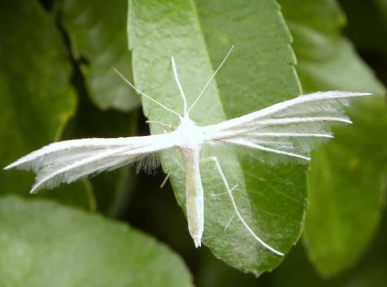 ptérophore blanc,au repos ressemble à un  (T)