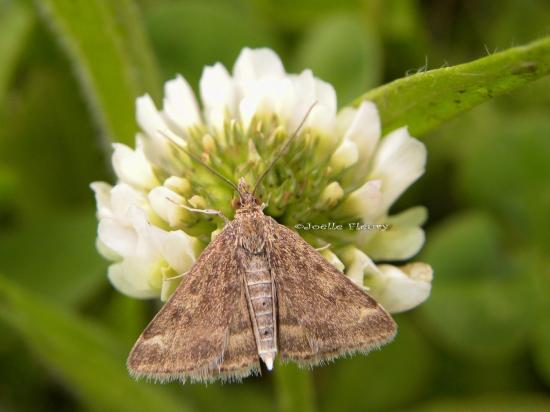 Pyrausta despicata ( pyrale des buissons)