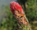 Pyrausta purpuralis, la Pyrale pourprée