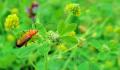 rhagonycha sur  petit fleur de trèfle jaune