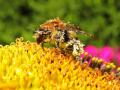 Bourdon ensuquer de pollen