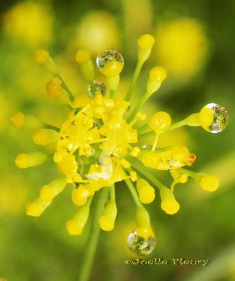 gorger de perles  de pluie ( fleur de fenouil)