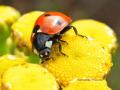 coccinelle à sept points ( Coccinella Septempuntata