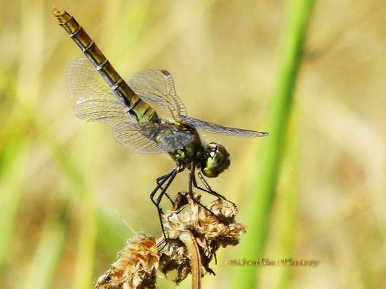 Odonata  demoiselle libellule