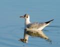 Mouette rieuse