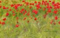 champs de coquelicots. Non c'est pas du monnet
