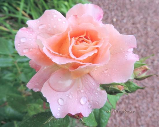 Symbole : La rose rose transmet l’affection, la douceur, la fidélité