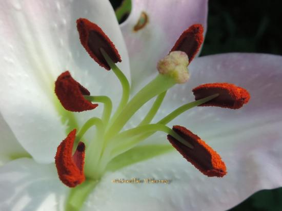 L'ensemble des étamines et du pistil  d'une fleur de lys