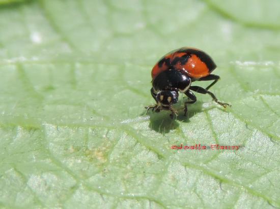 les points situés sur les élytres indiquent l'espèce de la coccinelle