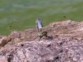 couple d'Odonata plus connus sous le nom de libellule