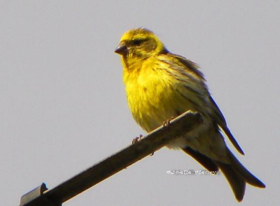 serin cini