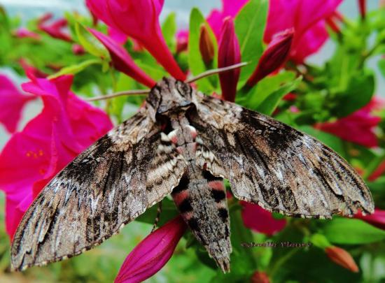 sphinx du liseron.Il introduit sa trompe démesurée dans  les fleurs