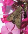 sphin-moro  où Sphinx colibri  fait une pose plutôt rare