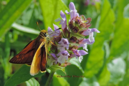  Papillon Hespérie  sylvaine