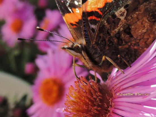 papillon le portrait du  vulcain