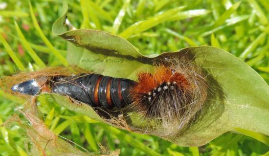 touffe de poil de la chenille devenue cocon ( future écaille martre )