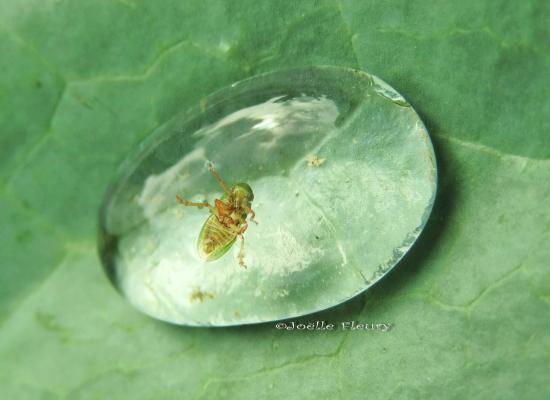 un minuscule captif d'une goutte de rosée
